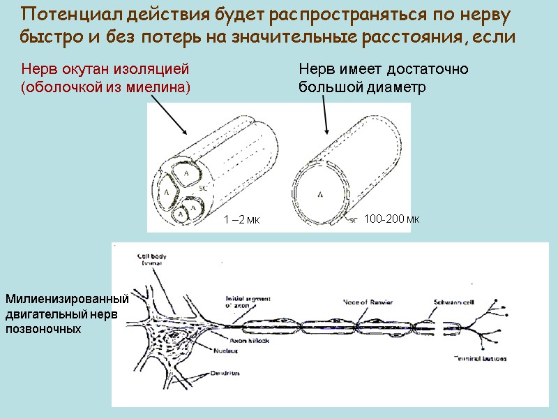 Потенциал действия будет распространяться по нерву быстро и без потерь на значительные расстояния, если